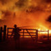 A firefighter extinguishes flames as the Oak Fire crosses Darrah Rd. in Mariposa County, Calif., on Friday, July 22, 2022. Crews were able to to stop it from reaching an adjacent home. (AP Photo/Noah Berger)